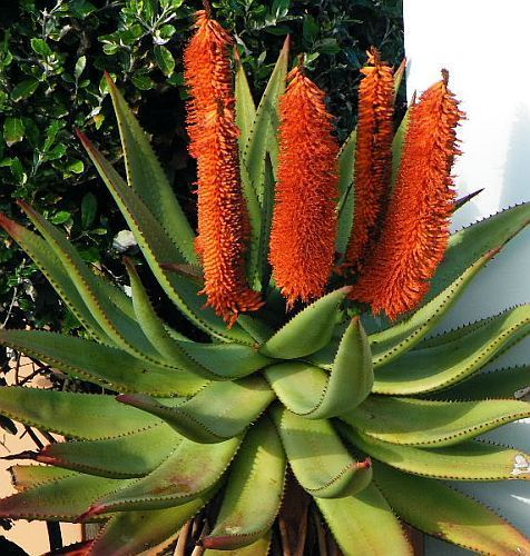   seeds aloe africana is a solitary plant with an erect stem up to 2 m