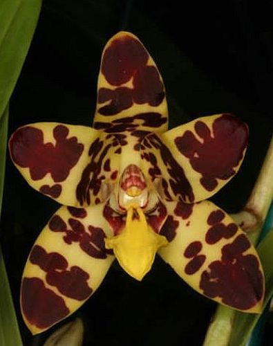 Ansellia africana - Leopard Orchid - 20 seeds - Bild 1 von 1