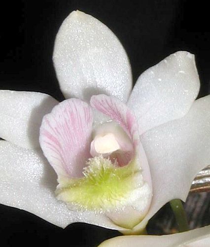 Dendrobium chittimae, orchids