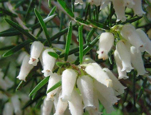 heath erica caffra seeds erect shrub to 2 4 m high with white tubular