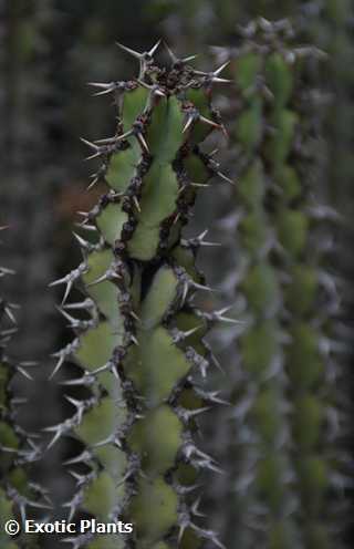 Euphorbia caerulescens  Samen