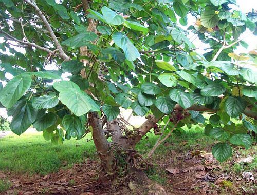 Ficus Auriculata Elephant Ear Fig Tree 20 Seeds
