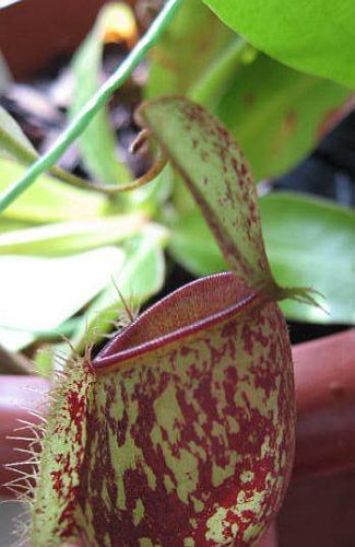 Nepenthes ampullaria red spotting   pitcher plant  