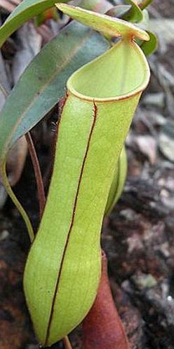 Nepenthes gracilis   pitcher plant   10 seeds  