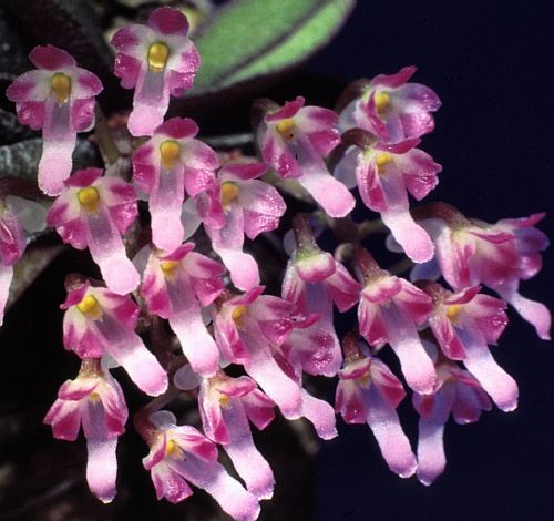 Schoenorchis fragrans, orchids
