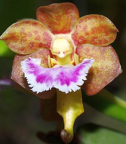 Aerides flaellata - Orchid rose seeds