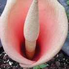 Amorphophallus bulbifer