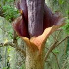 Amorphophallus konjac Teufelszunge Samen