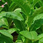 Burley Tobacco Nicotiana tabacum Burley Tabak Samen