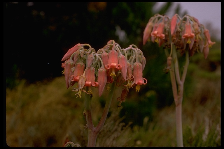 Cotyledon campanulata