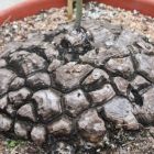 Dioscorea mexicana Testudinaria Samen