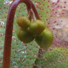 Drosera macrophylla Sonnentau Samen