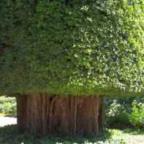 Ficus benghalensis Banyan Baum - Indischer Nationalbaum Samen