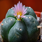 Lophophora williamsii