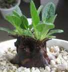 Pelargonium campestre Caudexpflanze Samen