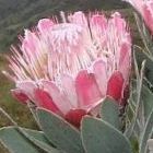 Protea subvestita  semi