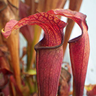 Sarracenia rubra