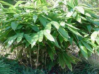 Sasa palmata