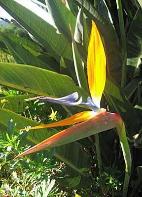 Strelitzia reginae Mandelas Gold   yellow crane flower  