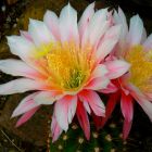 Trichocereus Worlitz x Cantora syn: Echinopsis WORLITZ X CANTORA Samen