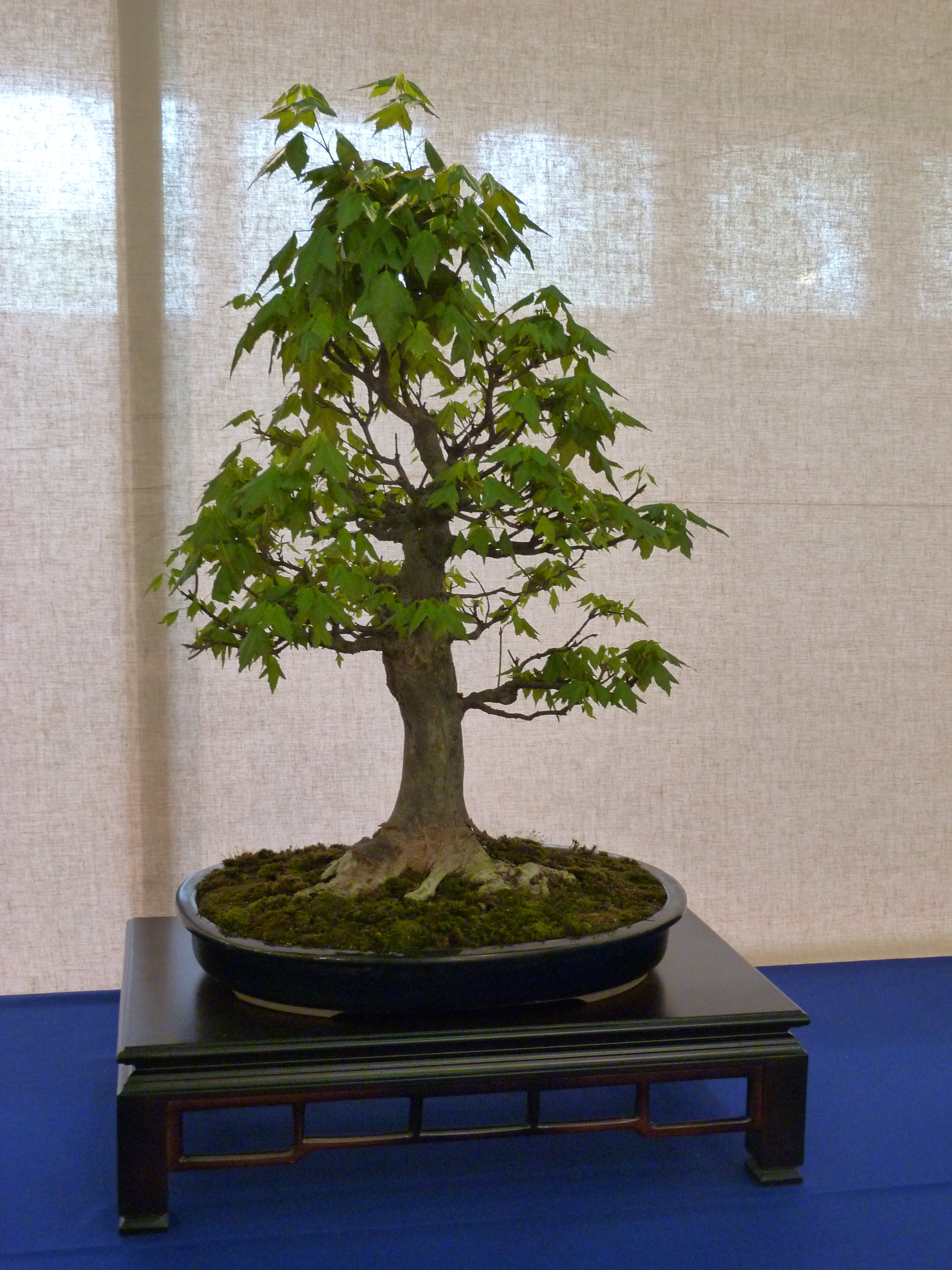 Acer buergerianum
