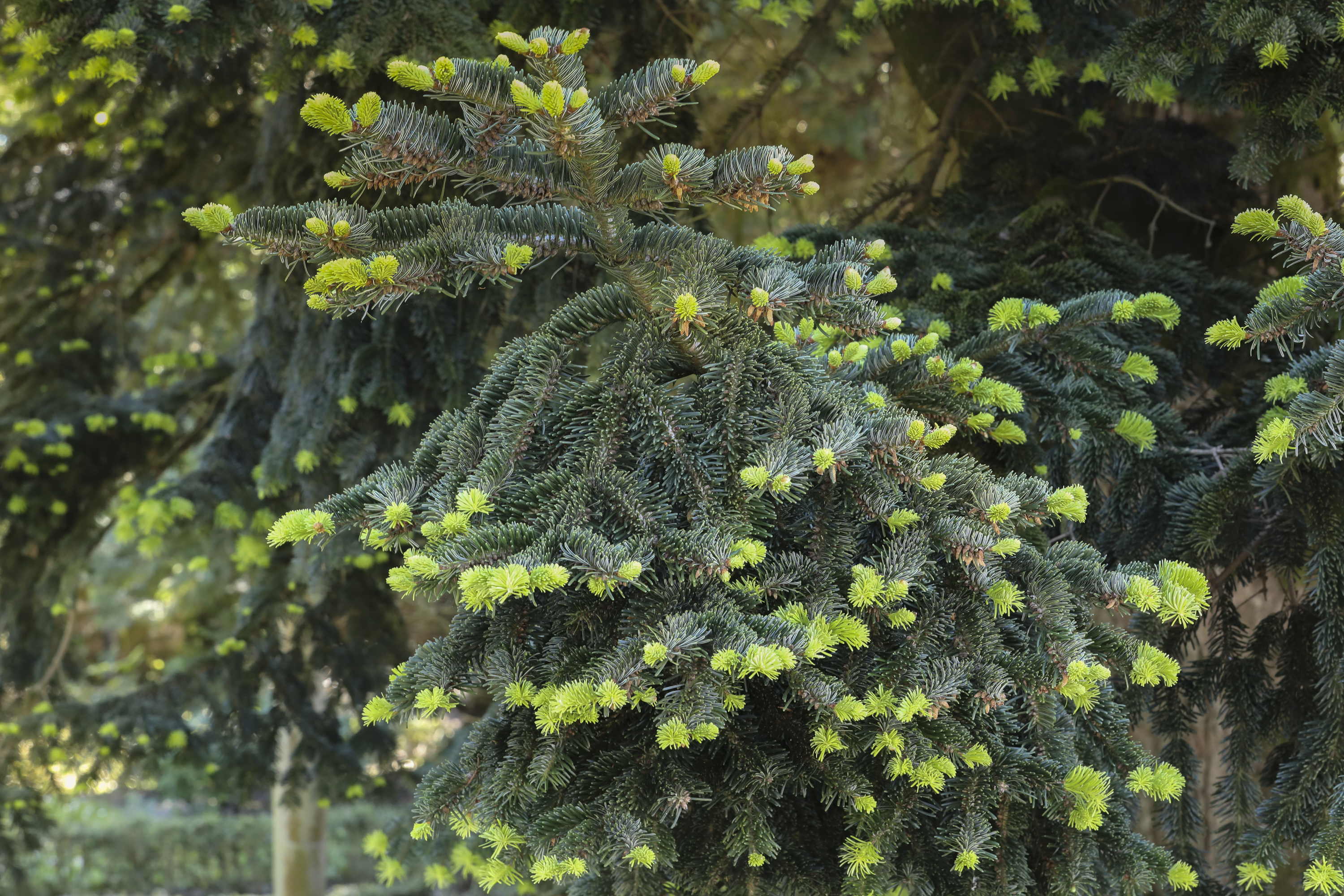 Abies nordmanniana