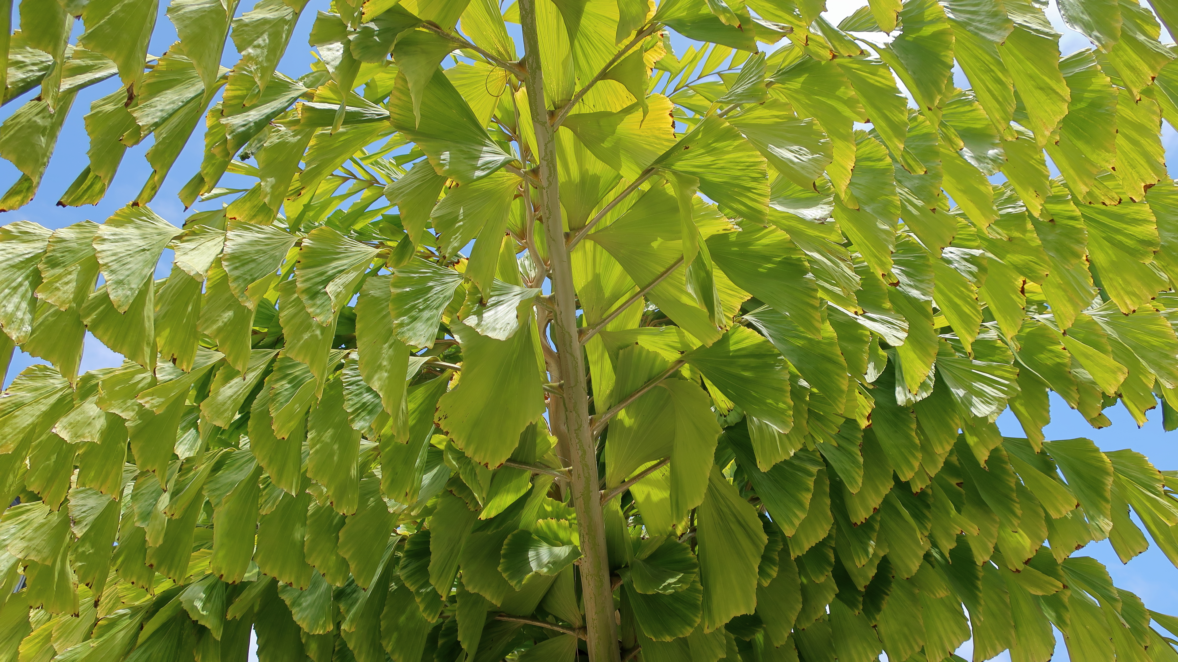 Caryota obtusa