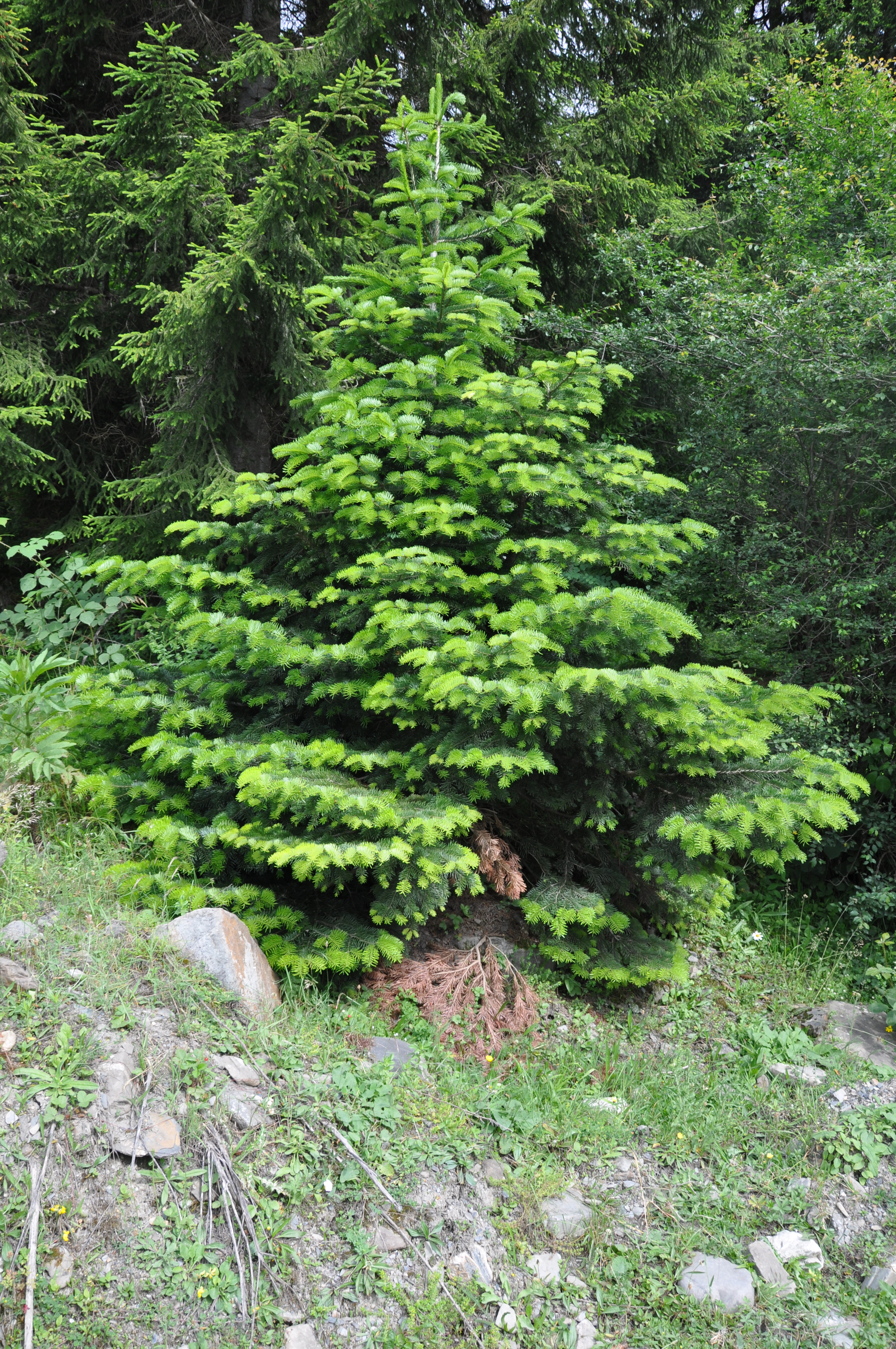Abies nordmanniana