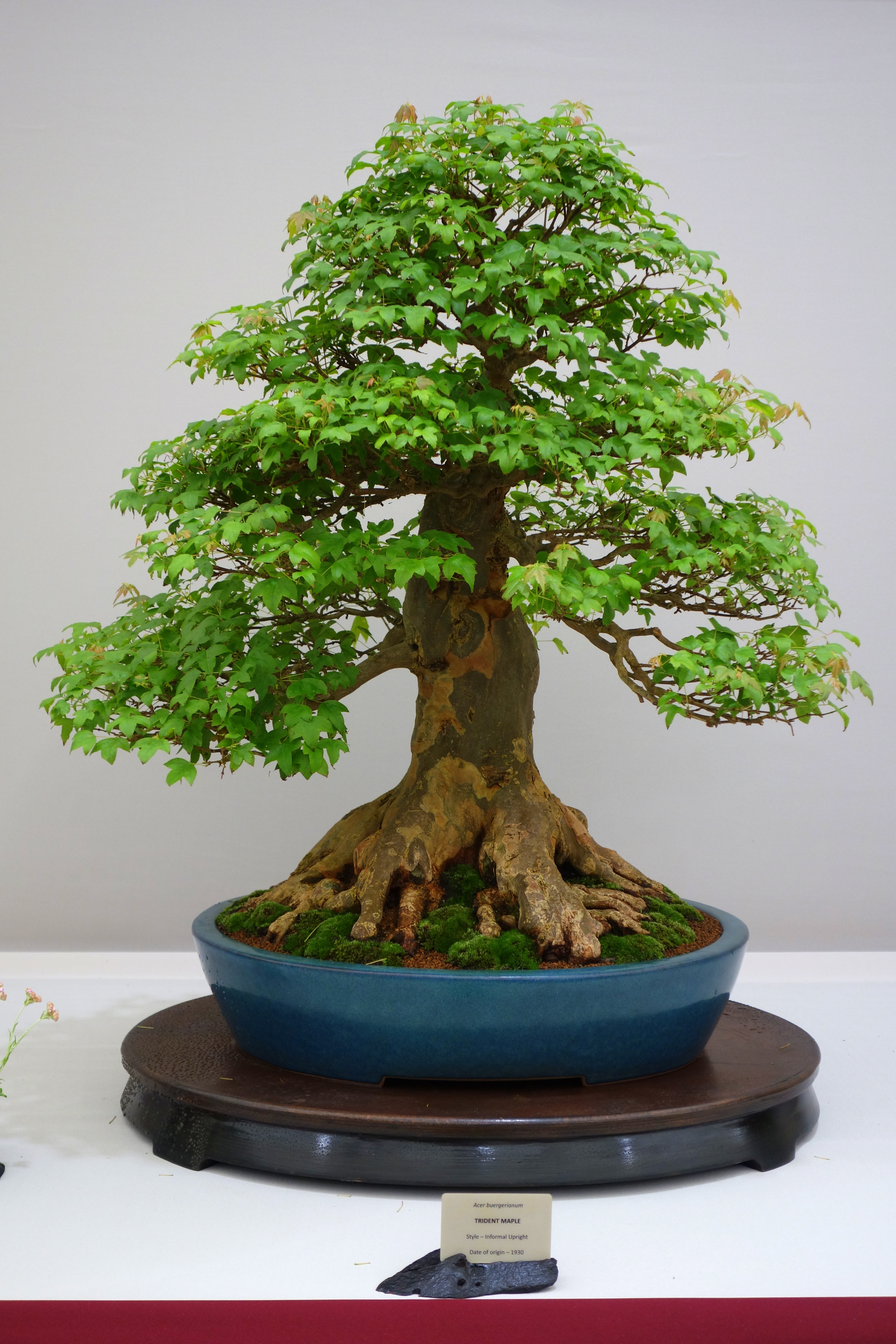 Acer buergerianum