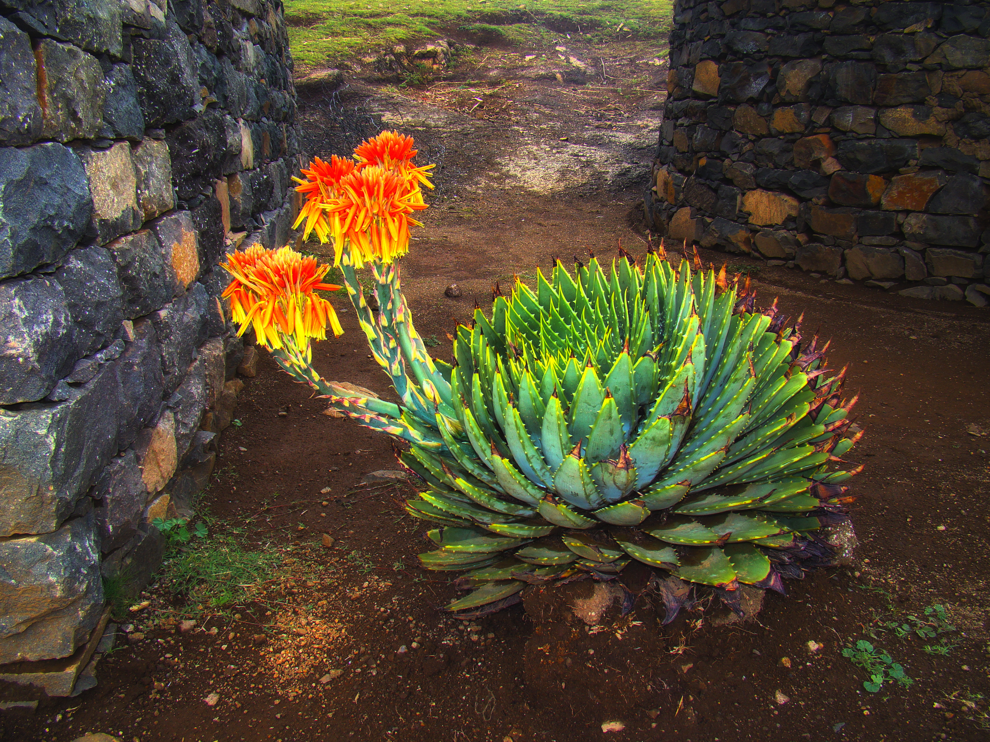 Aloe polyphylla