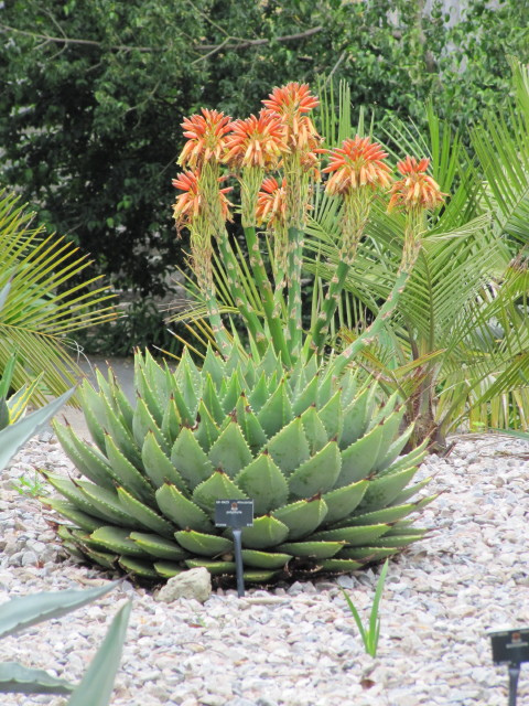 Aloe polyphylla