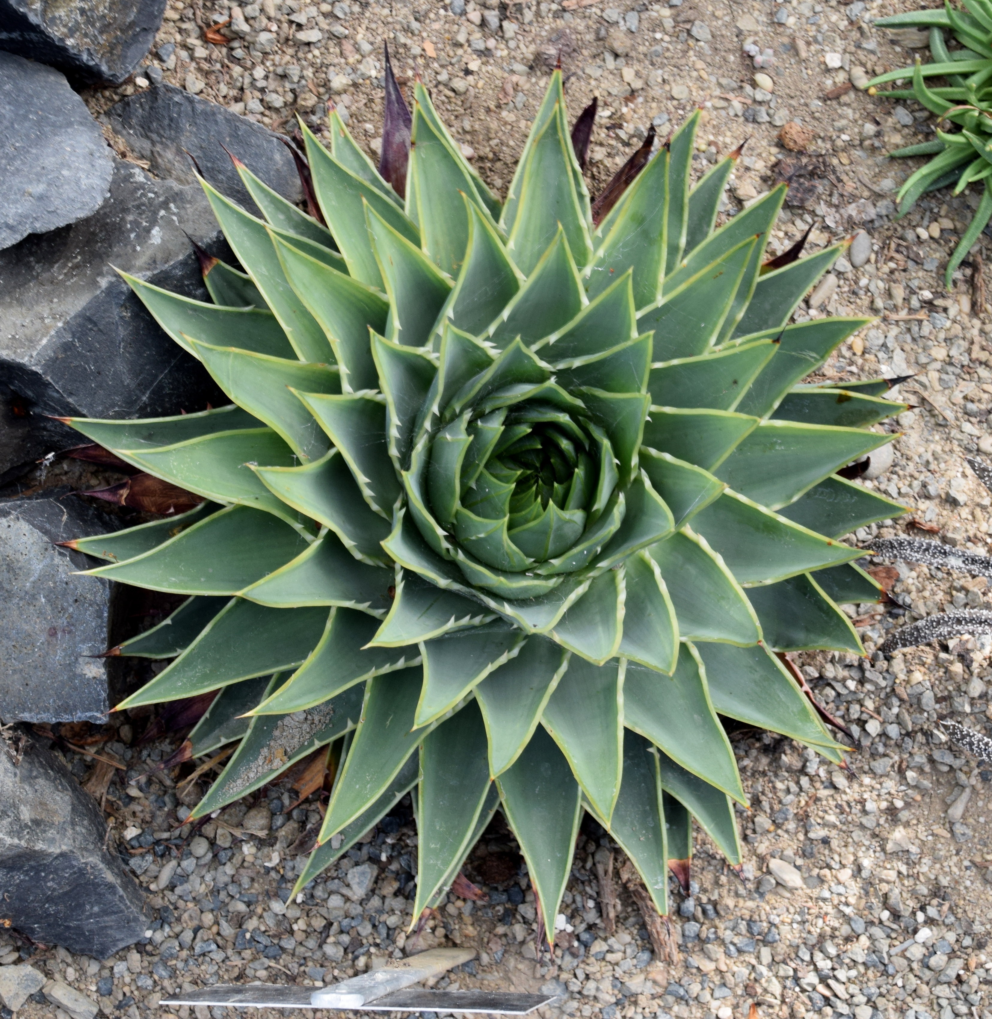 Aloe polyphylla
