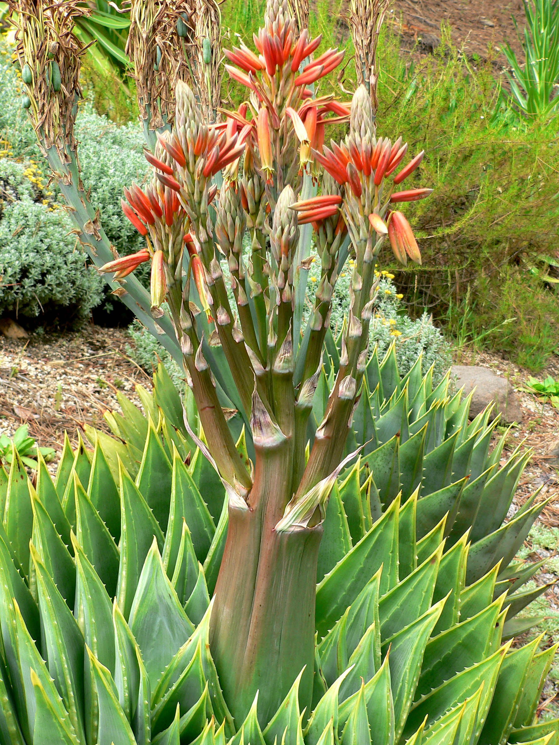 Aloe polyphylla