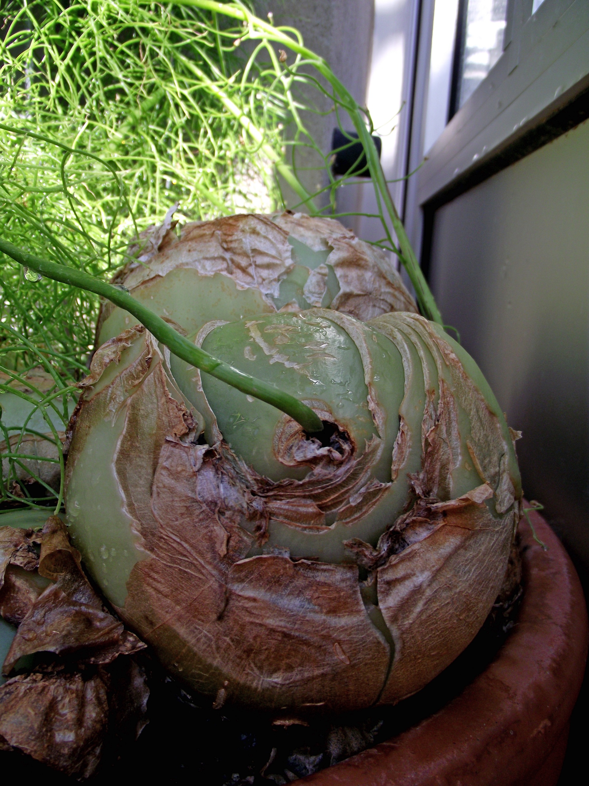 Bowiea volubilis