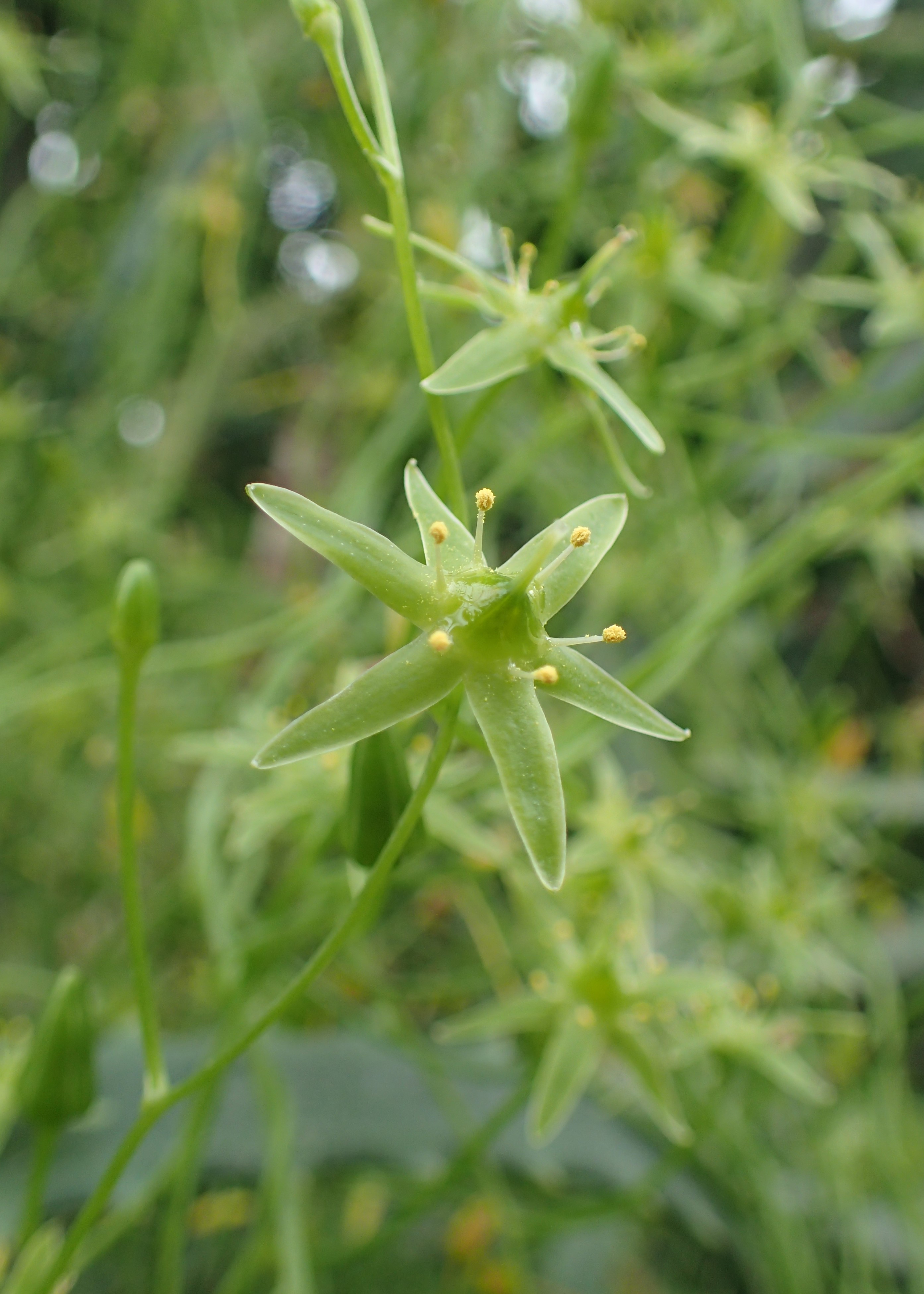 Bowiea volubilis