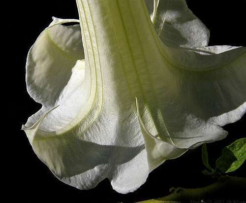 Brugmansia double white