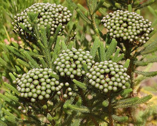 Brunia albiflora