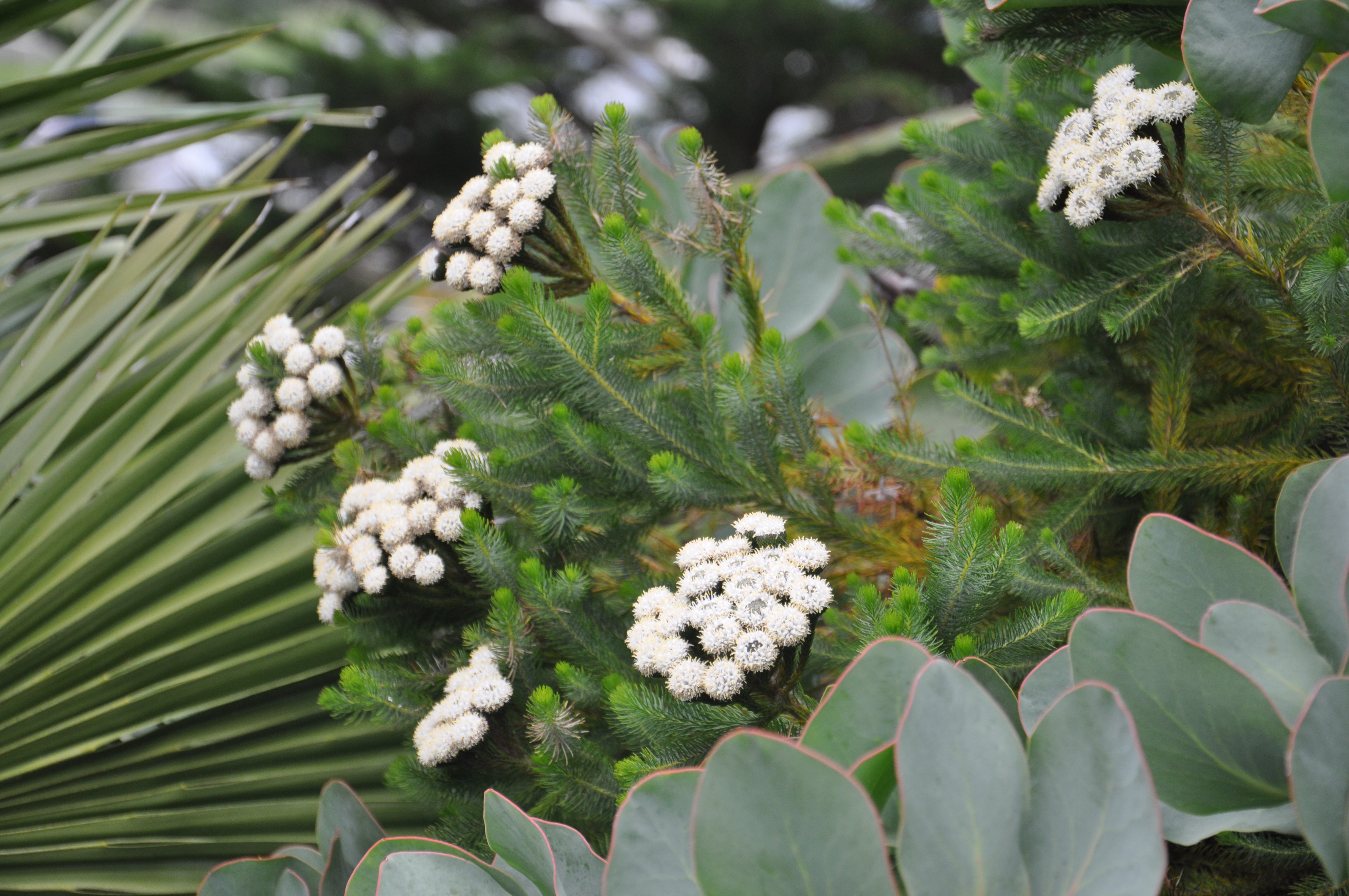 Brunia albiflora