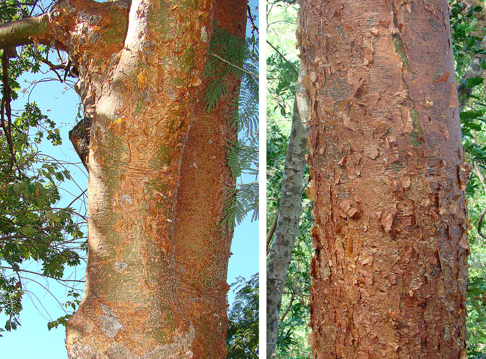 Bursera simaruba