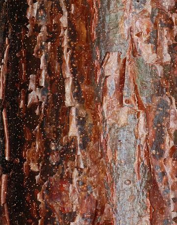 Bursera simaruba