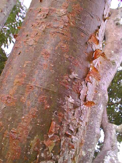 Bursera simaruba