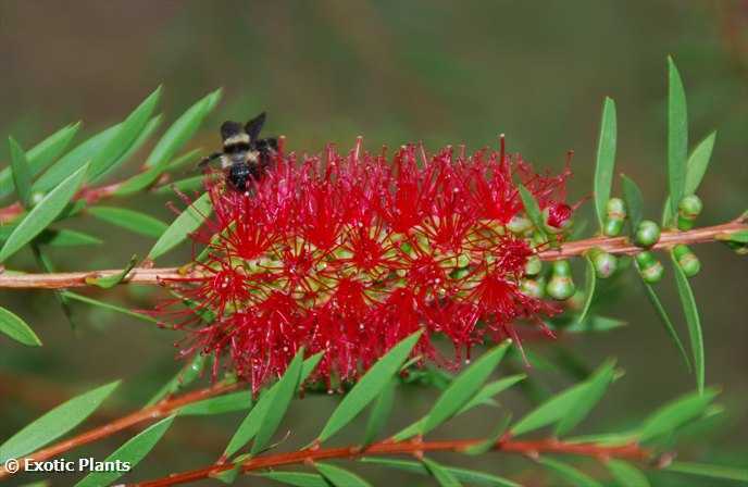 Callistemon rigidus