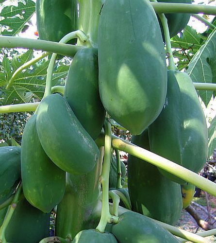 Carica papaya