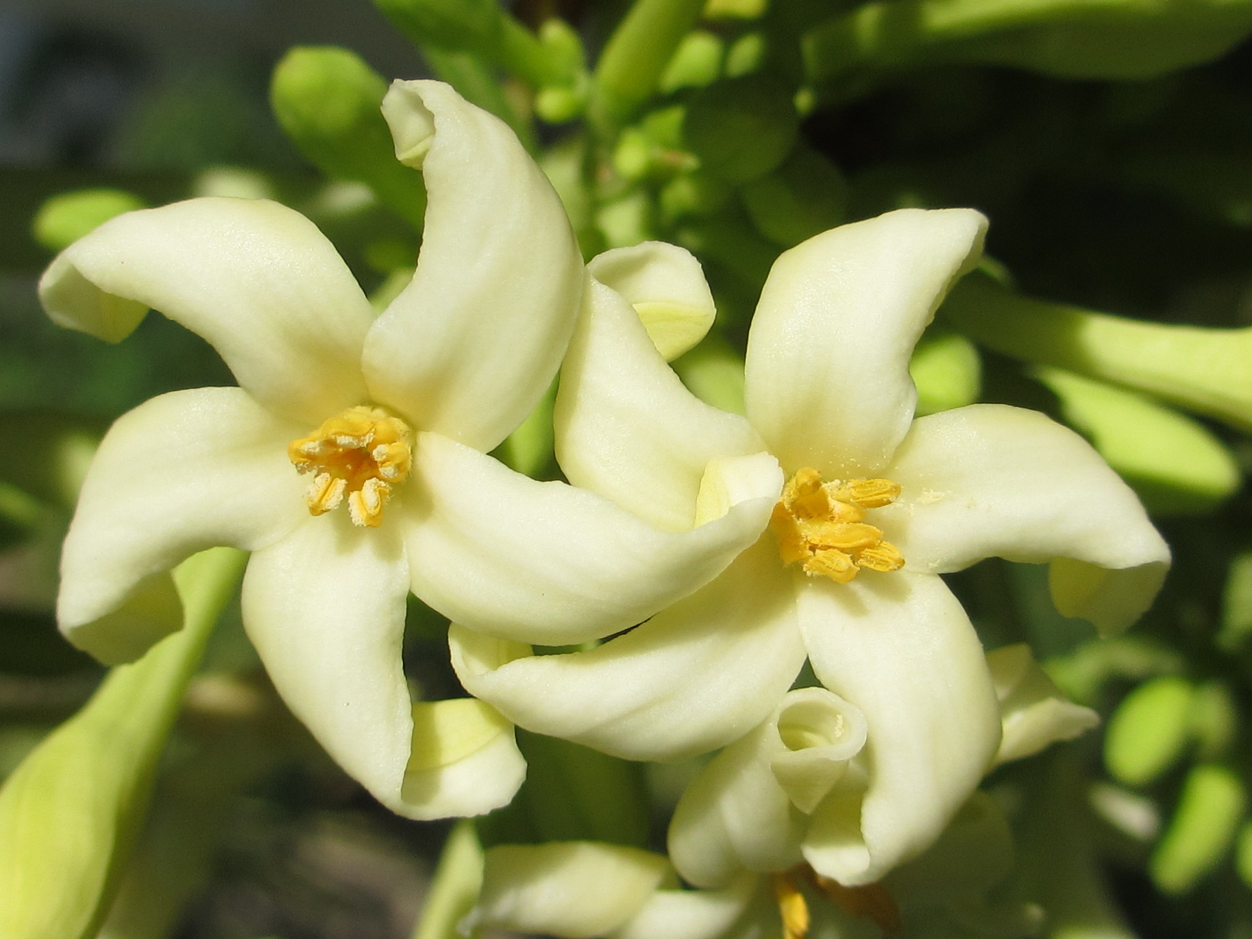 Carica papaya