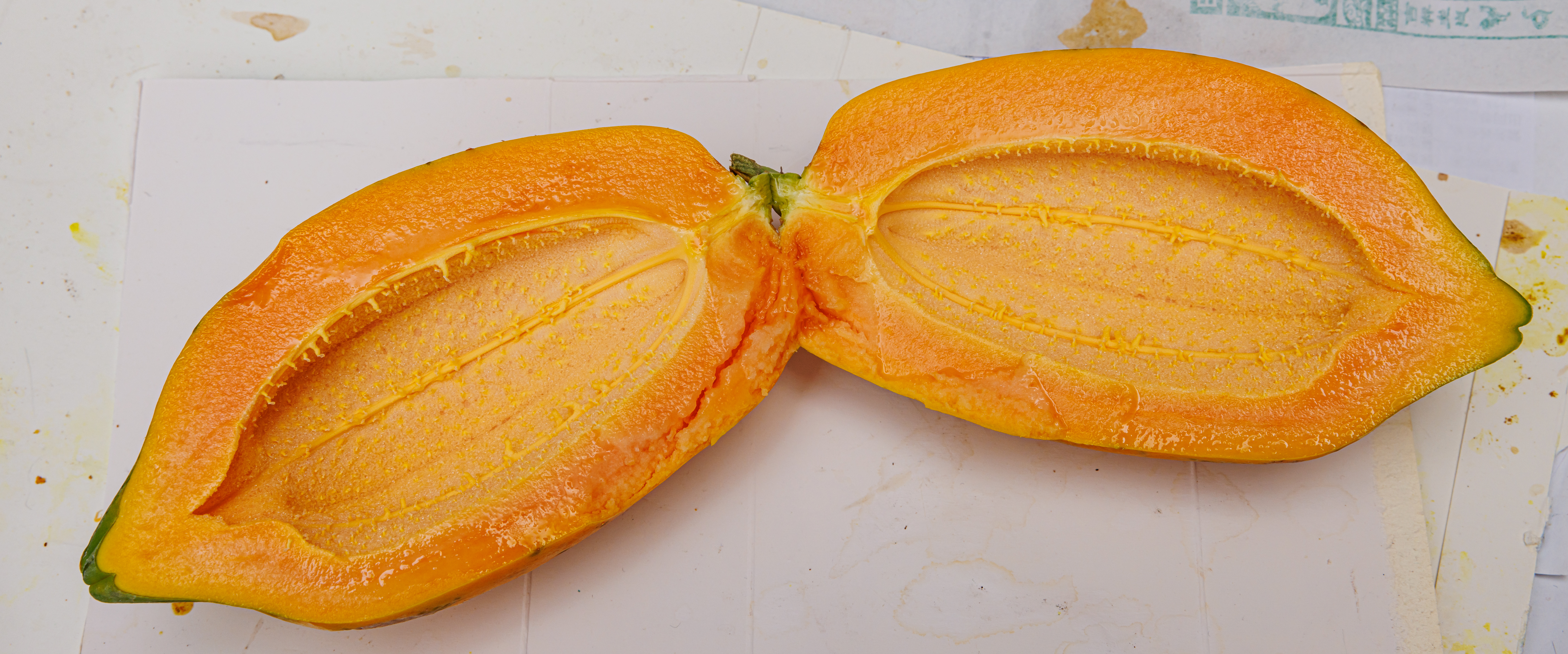 Carica papaya