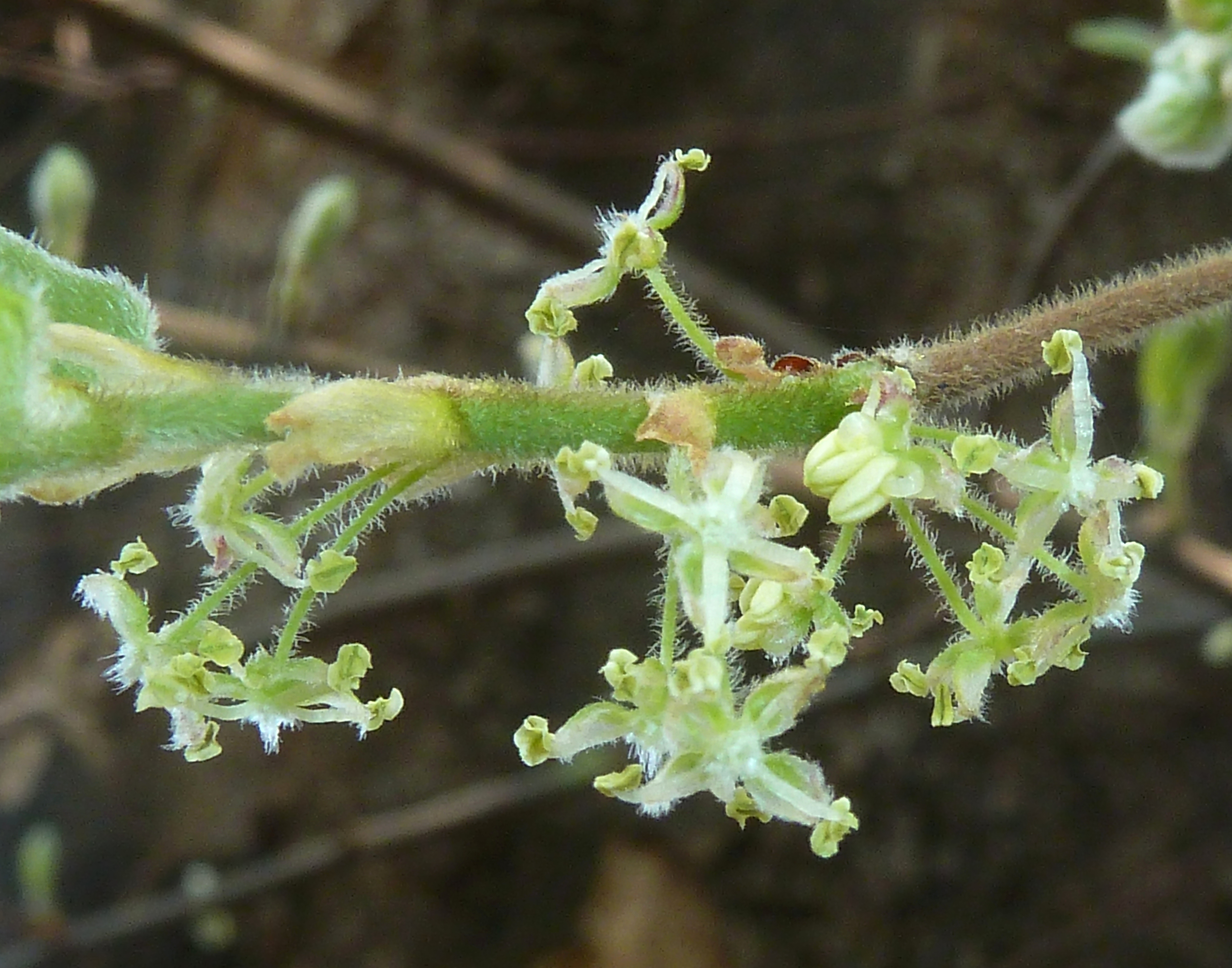 Celtis africana