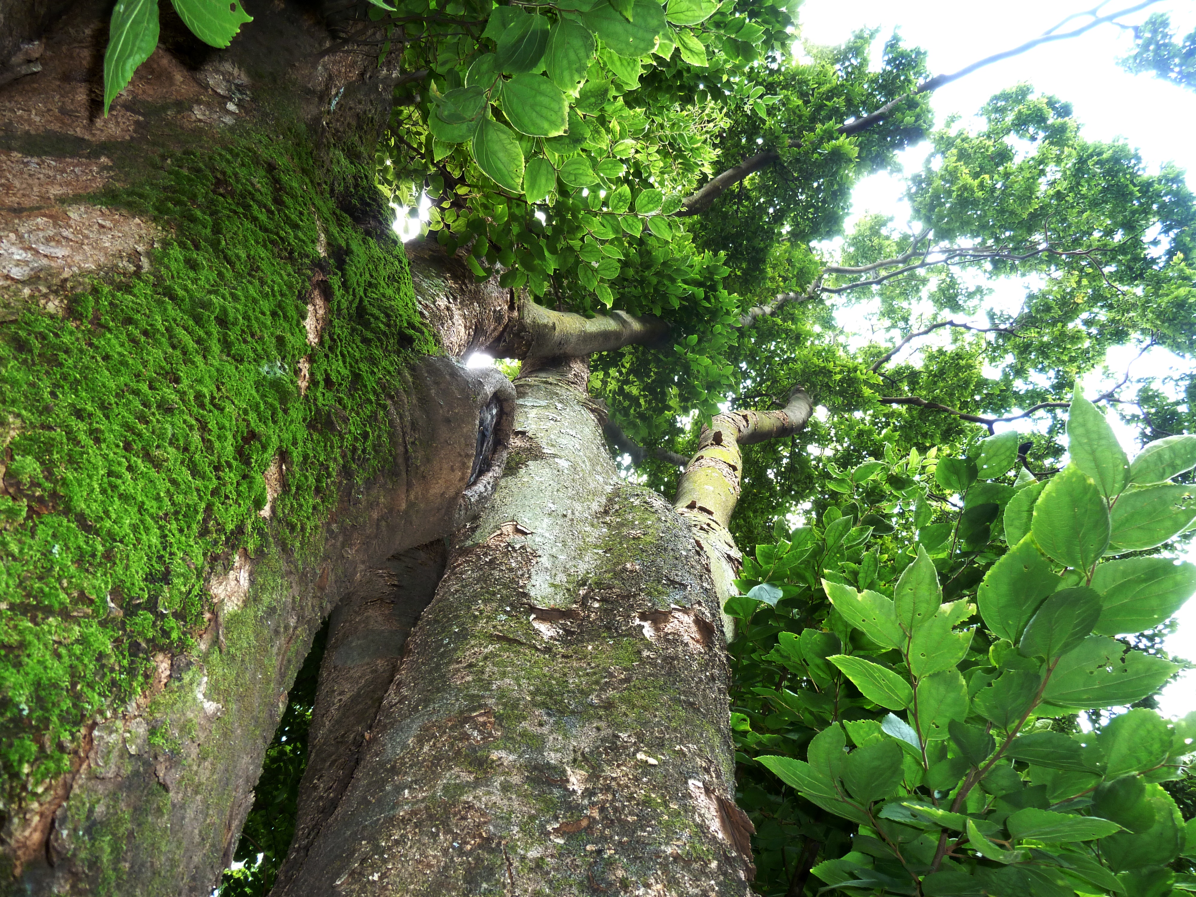 Celtis africana