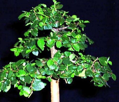 Celtis africana