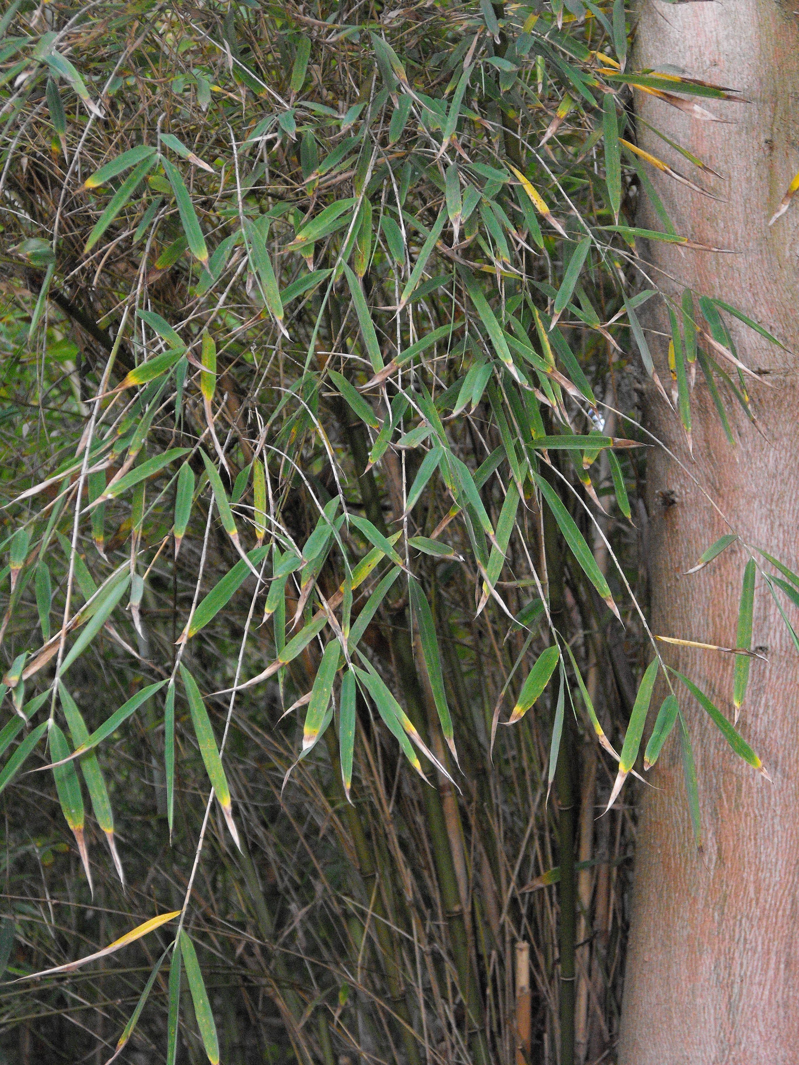 Cephalostachyum pergracile