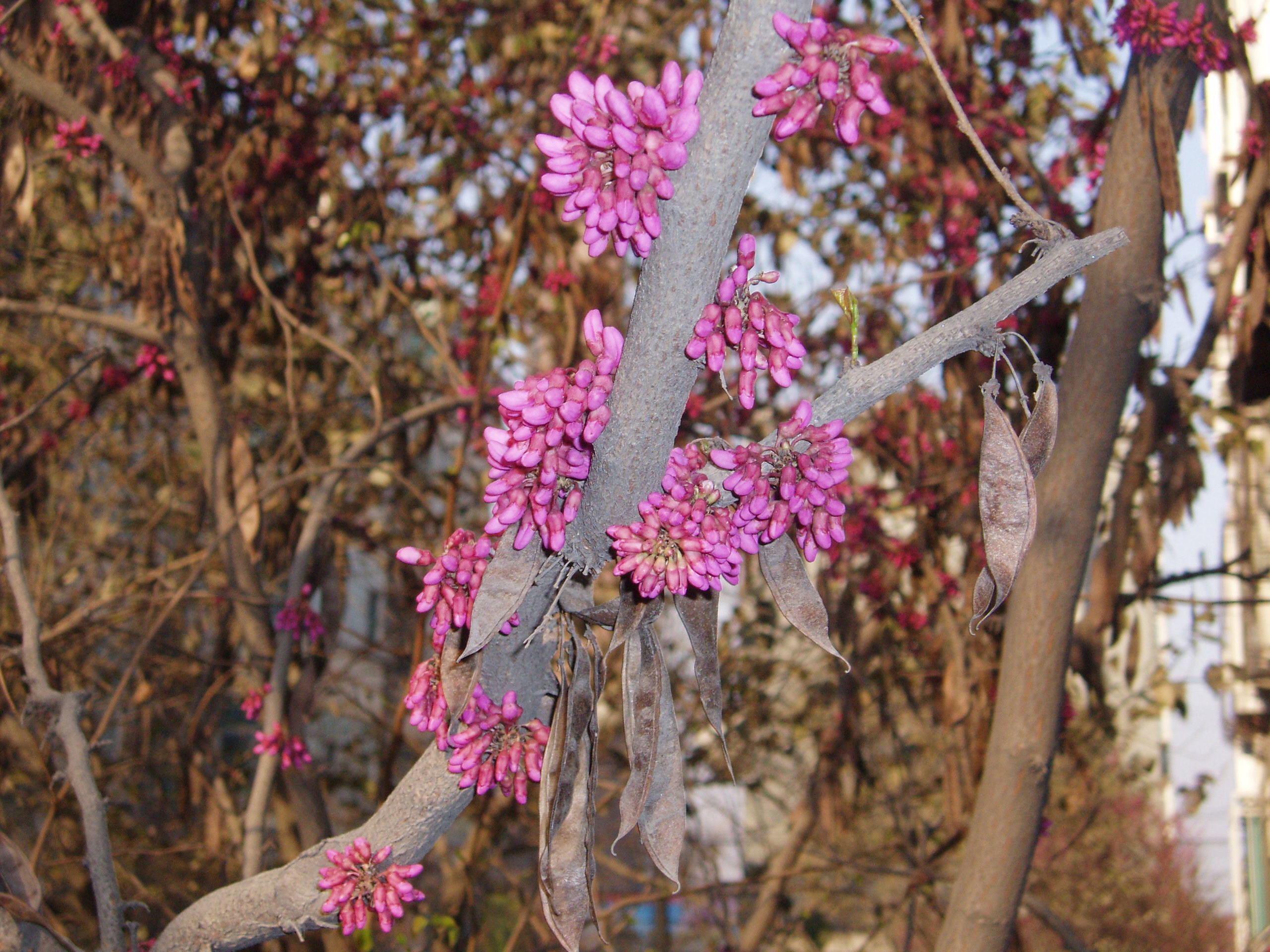 Cercis chinensis